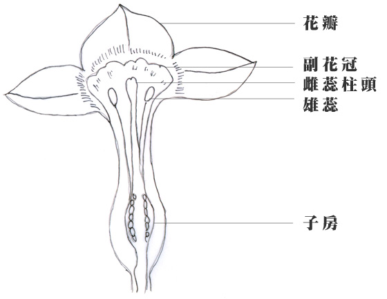 水仙花剖面圖