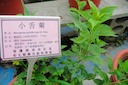 herbs：03小舌菊