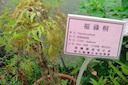 herbs：08福祿桐