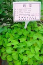 herbs：11蕺菜