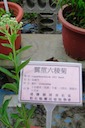 herbs：13翼莖六稜菊