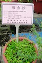 herbs：22海金沙