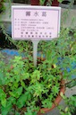 herbs：23霧水葛