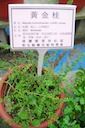 herbs：28黃金桂