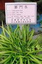 herbs：34麥門冬