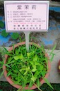 herbs：36紫茉莉