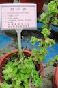 herbs：39到手香