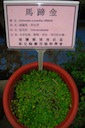 herbs：41馬蹄金