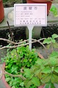 herbs：52廣藿香