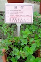 herbs55：薄荷