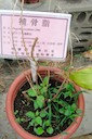 herbs60：補骨魯