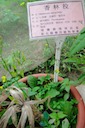 herbs63：香林投