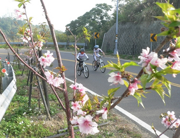 L.芬園「櫻花大道」