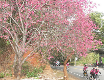 I.銀行山櫻花與公車站