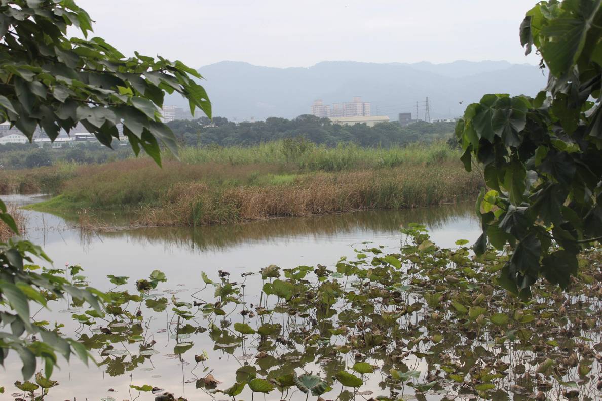 生態池