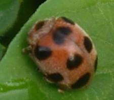 中華食植瓢蟲