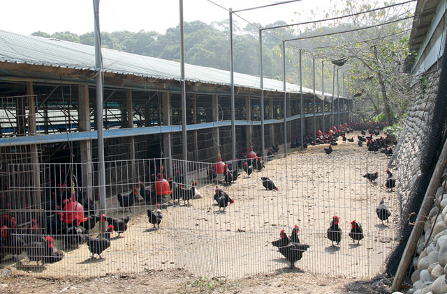 八卦山區養雞戶