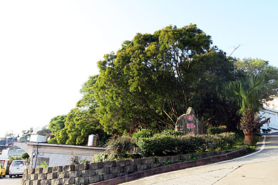 彣大王廟的外圍有樹木成蔭