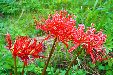 沿路可欣賞到季節限定的馬祖縣花—紅花石蒜