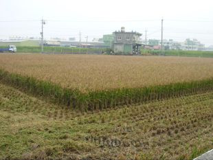 割稻機正在把稻子送到貨車上