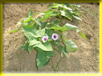 Sweet potato belongs to the plant of Convolvulaceae