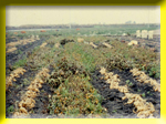 The planting area of sweet potato greatly replaced that of sugar cane