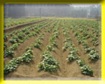 Asia Research & Development Center has succeeded in improving sweet potato leaf's defects used as a kind of vegetable