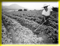 Sweet potato could be used as unit for land measurement.