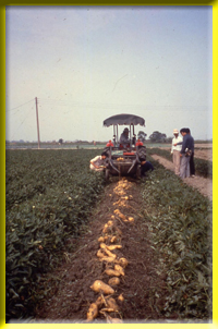 The feature of the harvester has made harvesting, collection and sacking accomplished at one time.