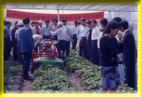 The harvester for sweet potato's caulis and leaves that replaces man labor for picking.