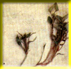 The infected plant from Witches' broom appears small stem, atrophied mat, small leaf mat.