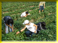 Farm teaching area Established to clearly explain The sweet Potato culture of Taiwan