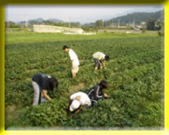 The lively sweet potato farmlands symbolize the vitality of Taiwan