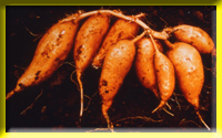 The abundant fiber contained in sweet potato can accelerate bowel peristalsis