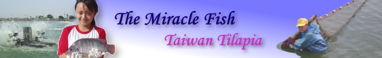 The Miracle Fish Taiwan Tilapia