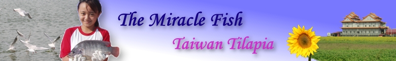  The Miracle Fish Taiwan Tilapia