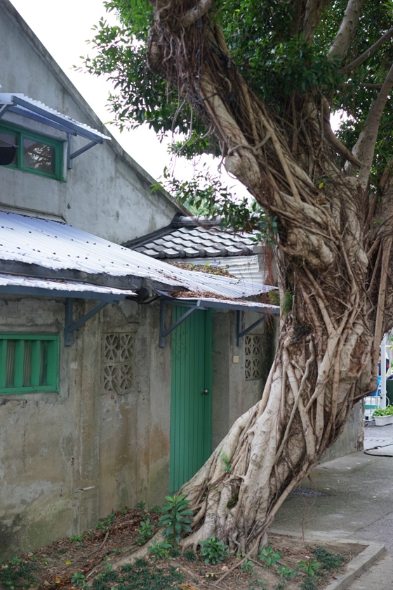 Chen's banyan