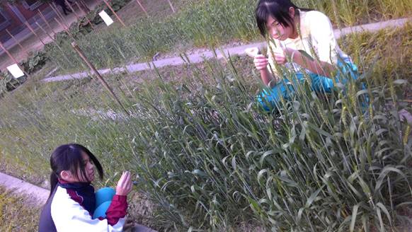 Dong Nan Joy & Hope Wheat Team planted wheat in the school by following the Environmentally-friendly planting method.