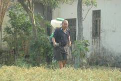 2009.10.28 Yutian Neighborhood (Yuanli Township, Miaoli County) One of the contracted wheat field (Mr. Wen-hsiung Wu)