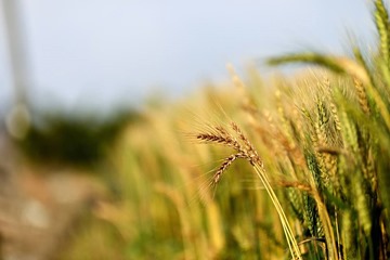Dacheng Township hopes to be a wheat town