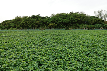 Sweet potato leaves farms in Shezi Island